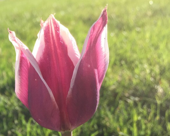 morning tulip