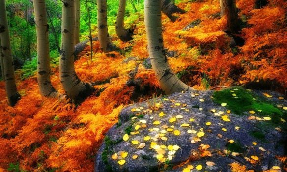forest-autumn-fall-trees-stone-colors-leaves-beautiful-wallpapers-hd-1280x768.jpg